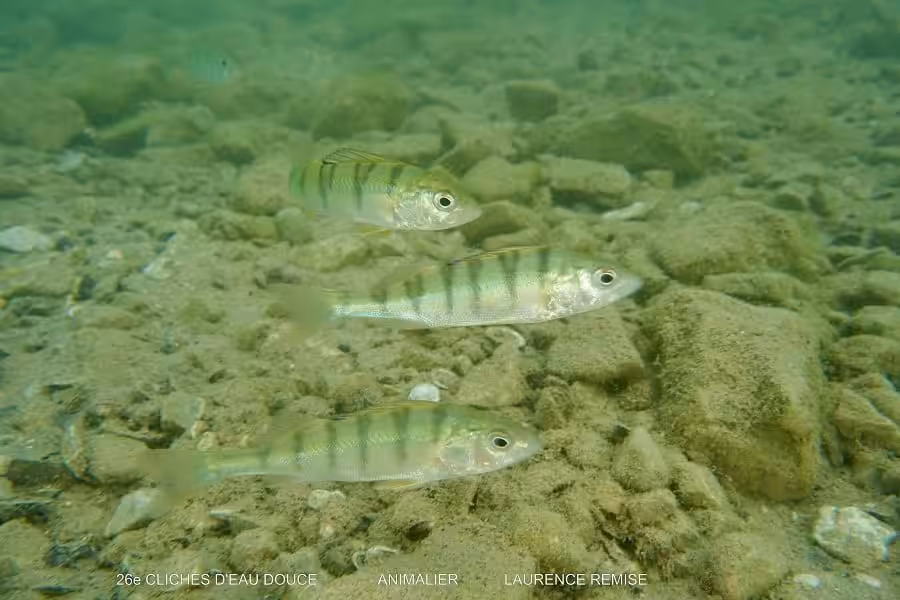 Laurence Remise Animalier3