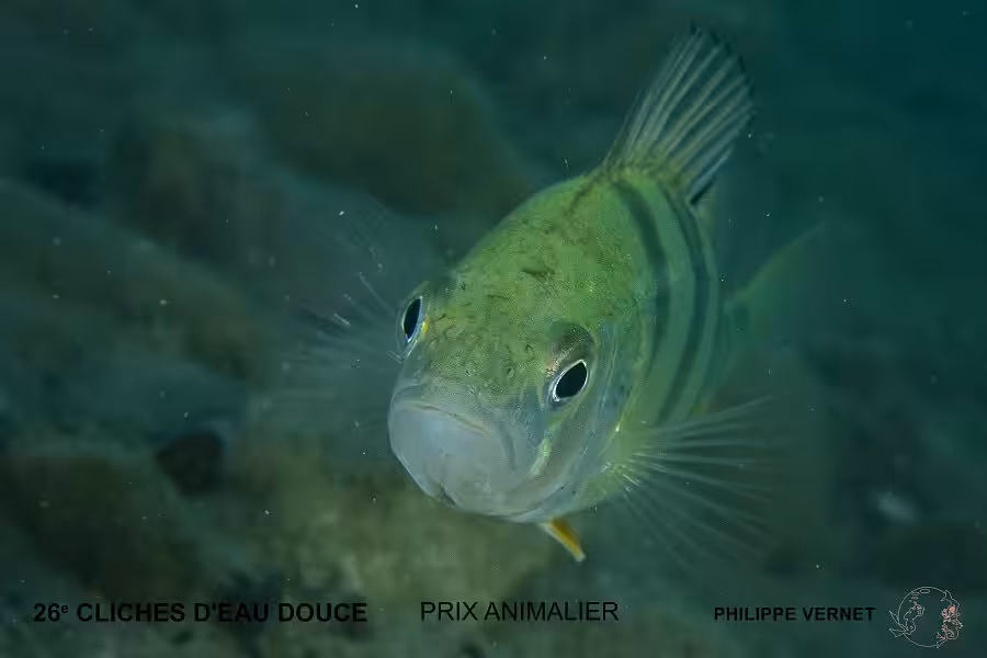 P Vernet Prix Animalier 3 1