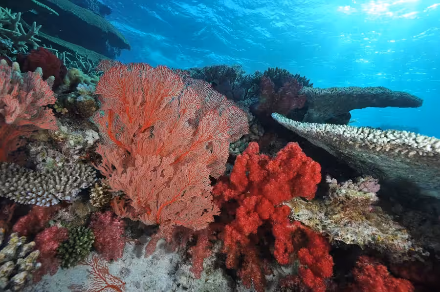 Plongee Sous Marine © P. Laboute Nctps