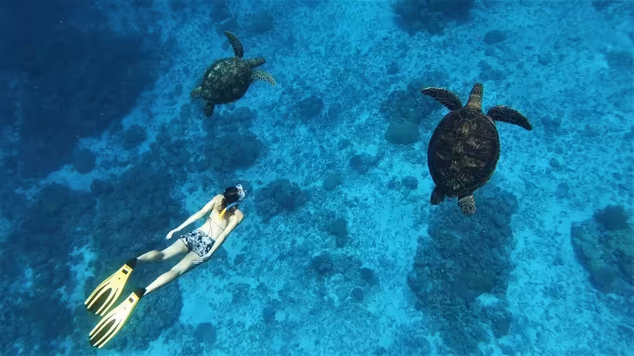 Tortue © Pauline Masse Nctps