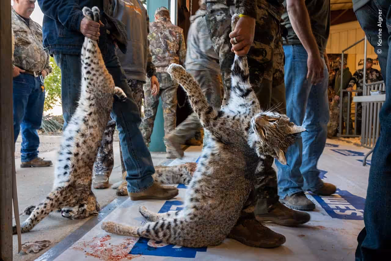 © Karine Aigner 3 Wildlife Photographer Of The Year