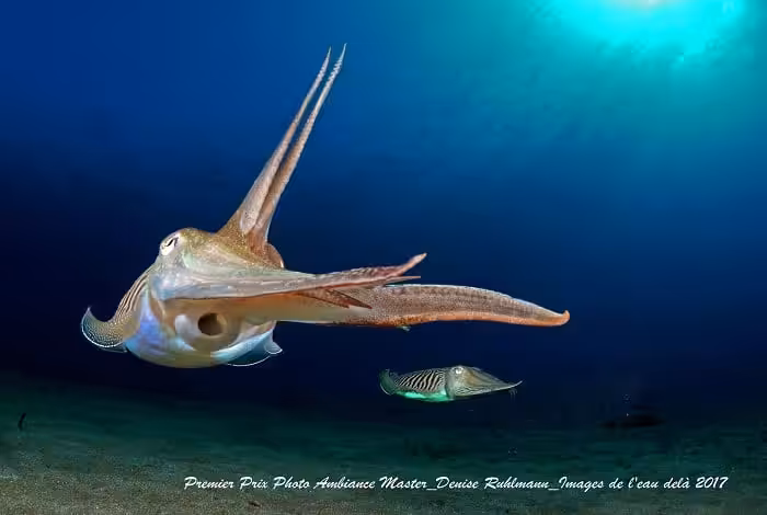 Pm Amb 1er Prix Denise Ruhlmann