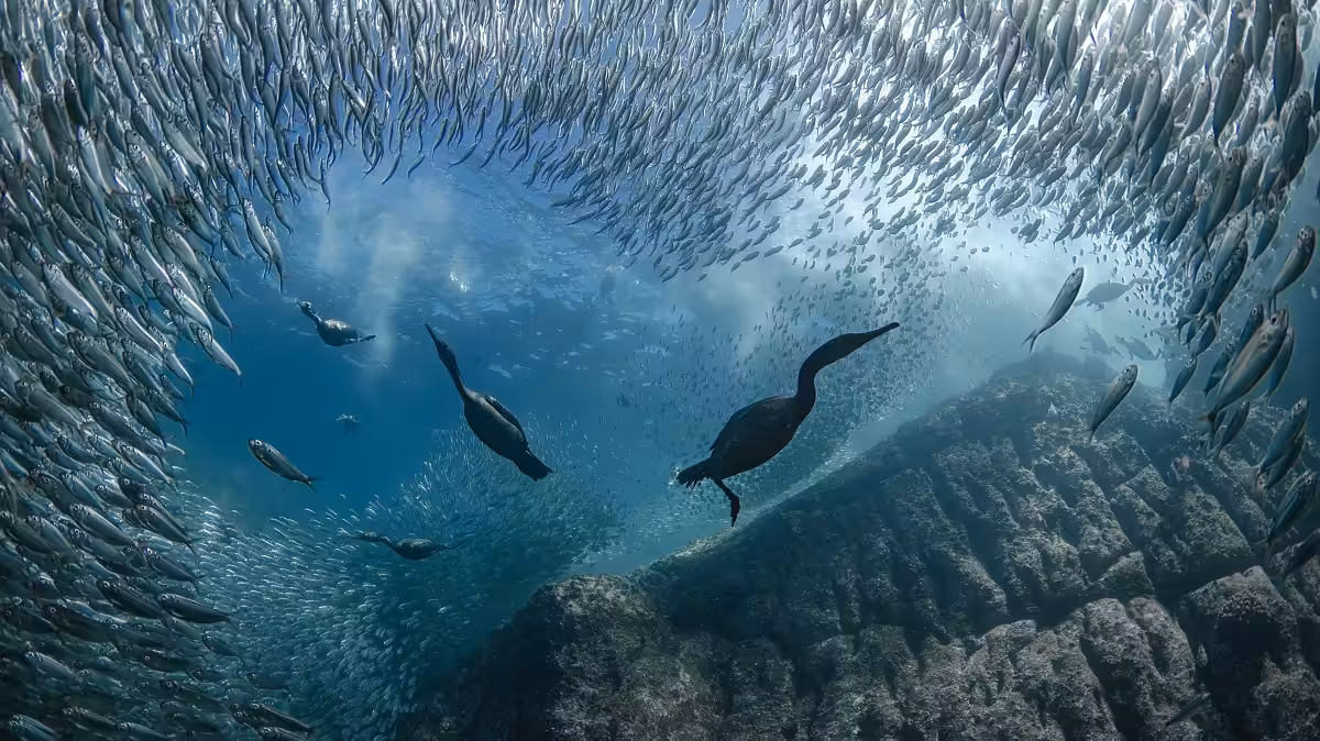 Écosystème marin vibrant avec poissons et oiseaux sous-marins évoluant dans leur habitat naturel.