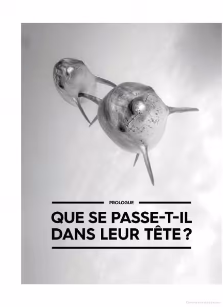 Deux dauphins nagent gracieusement dans l'océan, illustrant la beauté mystérieuse de la vie marine. #Océan