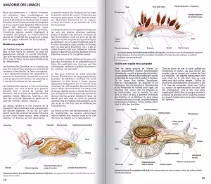 Explorez l'anatomie fascinante des limaces de mer, créatures essentielles à la biodiversité marine, dans ce guide illustré.