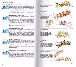 Guide illustré des fascinantes limaces de mer, mettant en lumière la biodiversité marine essentielle pour les plongeurs pa...