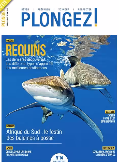 Plongez au cœur de l'océan avec notre dossier sur les requins, explorant les meilleures destinations de plongée et découve...