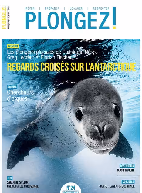 Un phoque curieux explore les eaux glacées de l'Antarctique, offrant une rencontre inoubliable pour les passionnés de plon...
