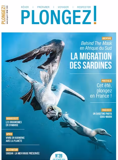 Explorez la spectaculaire migration des sardines en Afrique du Sud, un phénomène fascinant pour les passionnés de plongée.