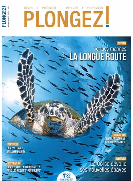 Une tortue marine nage gracieusement parmi les poissons, illustrant la beauté et la diversité de l'écosystème marin.