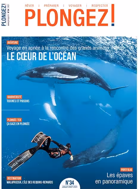 Plongez au cœur de l'océan pour une aventure inoubliable en apnée avec les majestueux géants marins. #Aventure