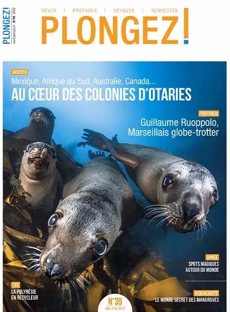 Plongez au cœur des colonies d'otaries à travers le monde, un voyage fascinant dans la biodiversité marine.