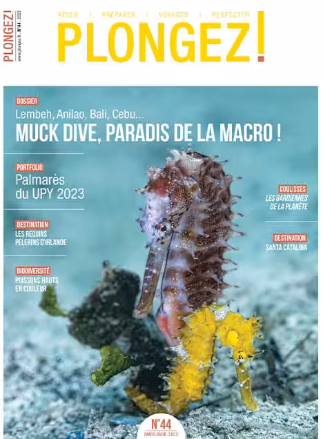 Explorez les merveilles du muck diving, un paradis pour les passionnés de macro-photographie sous-marine.