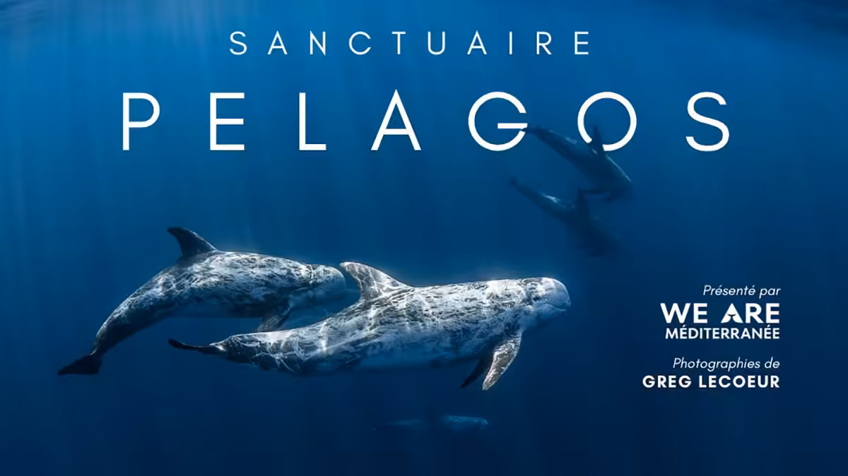 Plongez dans le sanctuaire Pelagos et découvrez la majesté des dauphins en Méditerranée, capturée par Greg Lecoeur.