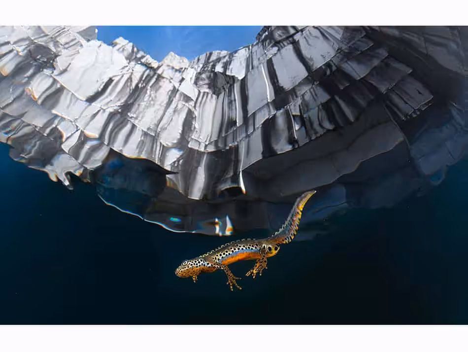 1er Grand Angle Massimo Zannini Dpg Masters 2024