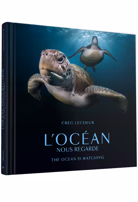 Deux majestueuses tortues nagent gracieusement dans les profondeurs océaniques, symbolisant la beauté fragile de la biodiv...