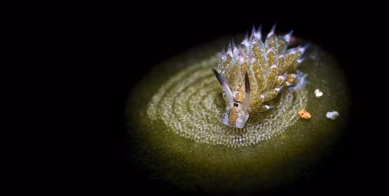 Un nudibranche scintillant explore un tapis d'algues sous-marines, révélant la beauté cachée du monde sous-marin. #Plongée