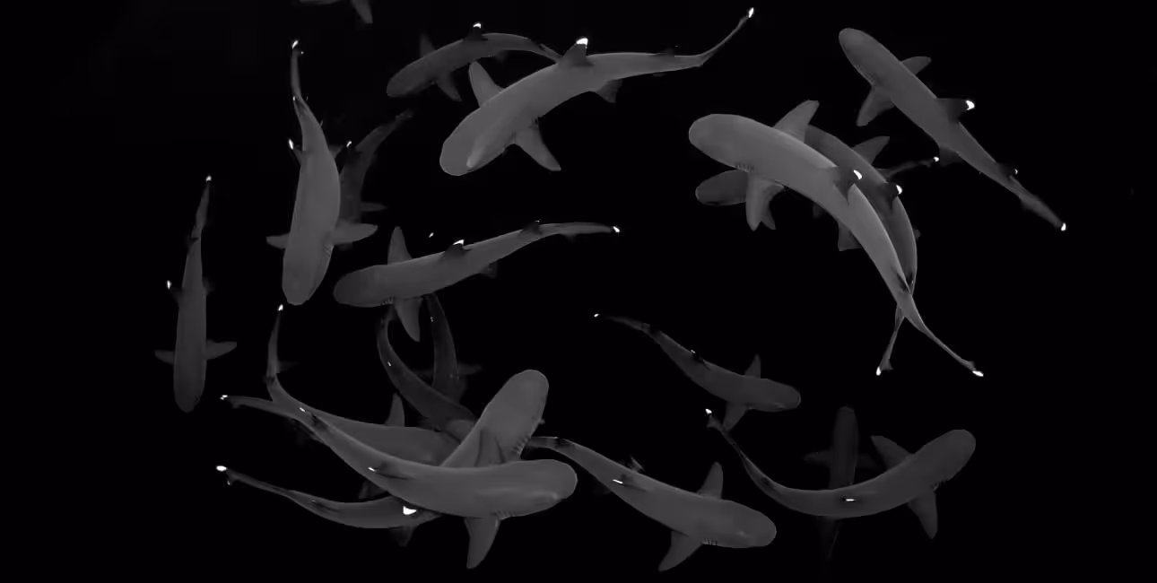Un ballet hypnotique de requins en noir et blanc révèle la majesté silencieuse des profondeurs marines. #Plongée