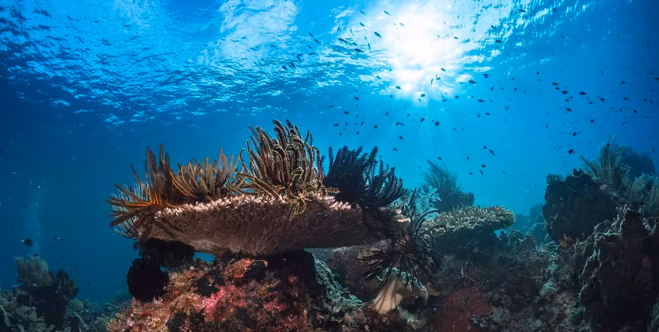Un récif corallien vibrant, baigné de lumière solaire, abrite une diversité marine fascinante, illustrant la richesse de l...