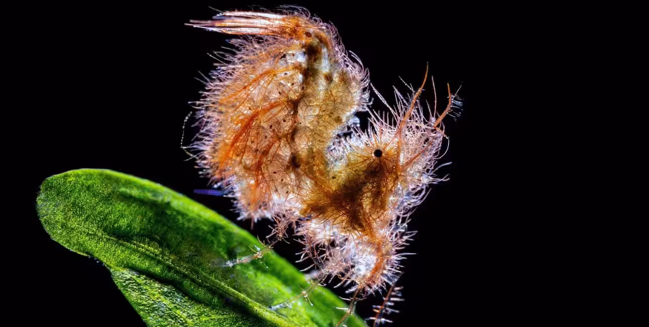 Cette créature marine intrigante, posée sur une feuille, illustre la biodiversité fascinante des récifs coralliens.