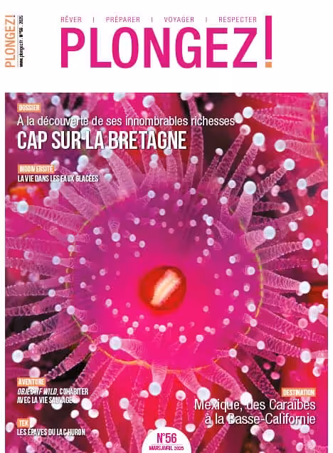 Explorez les merveilles marines de la Bretagne, entre biodiversité fascinante et aventures sous-marines inoubliables. #Plo...