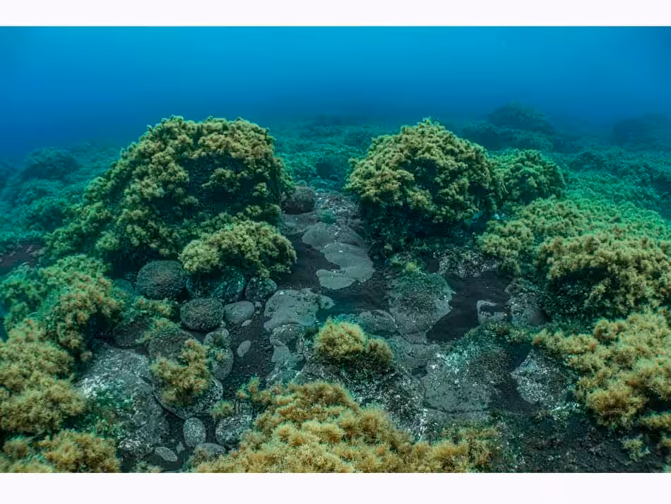 Du Feu Sous La Mer Laurent Ballesta 22