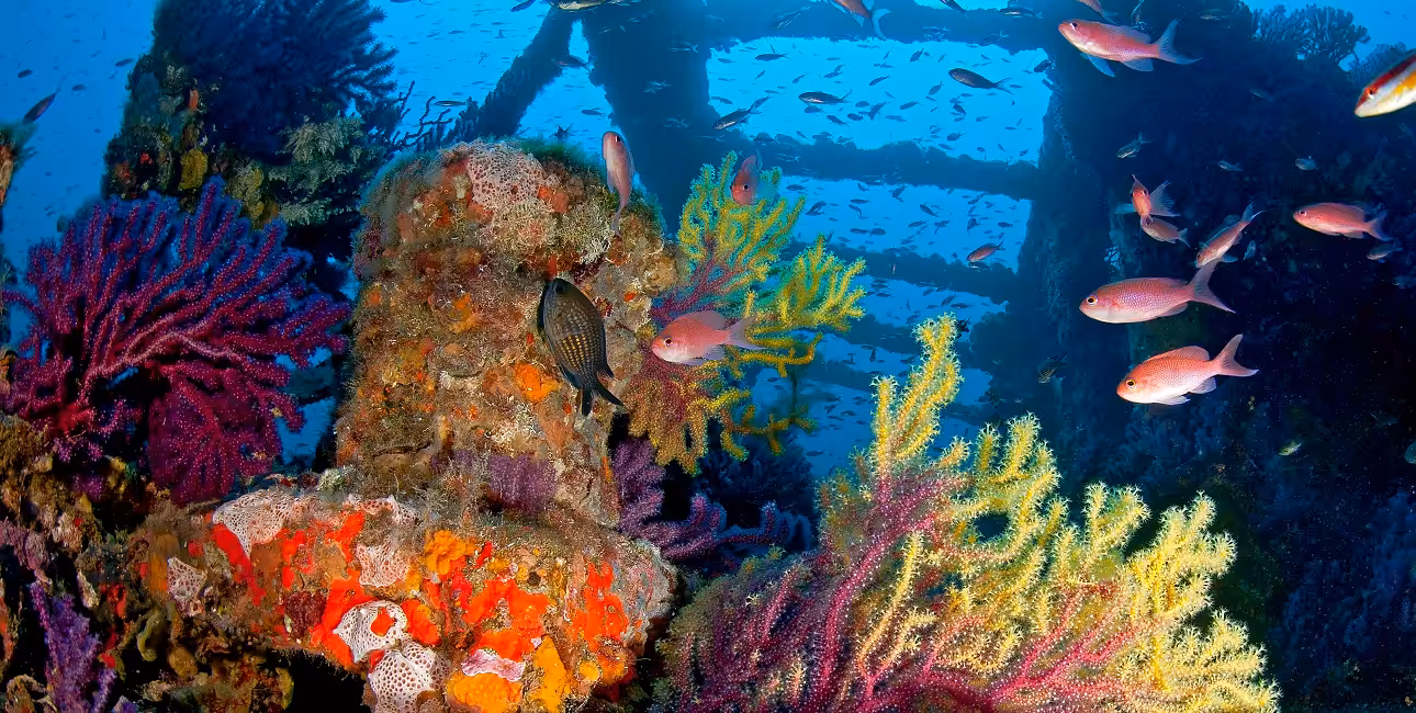 Un récif vibrant de couleurs et de vie marine entoure l'épave du Grec, offrant une plongée inoubliable au cœur de la Médit...