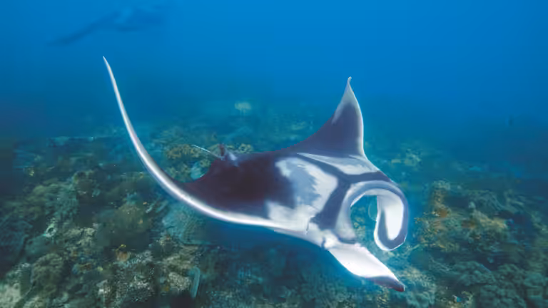 Manta couverture (2)