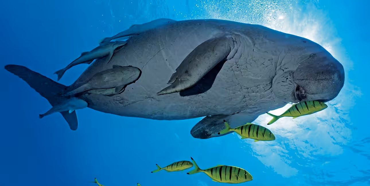 Un majestueux dugong nage paisiblement à Marsa Alam, entouré de poissons, illustrant la richesse de la biodiversité marine.