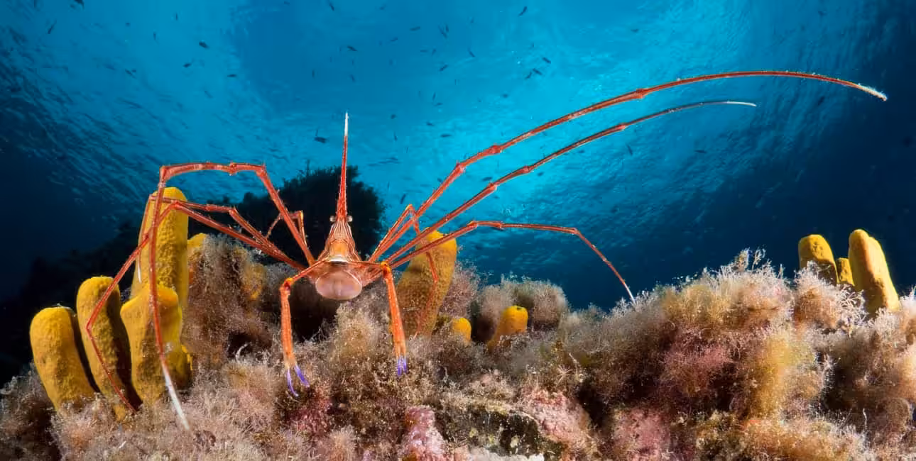 Un crabe-araignée élégant se faufile entre les coraux colorés, illustrant la biodiversité fascinante des récifs marins.