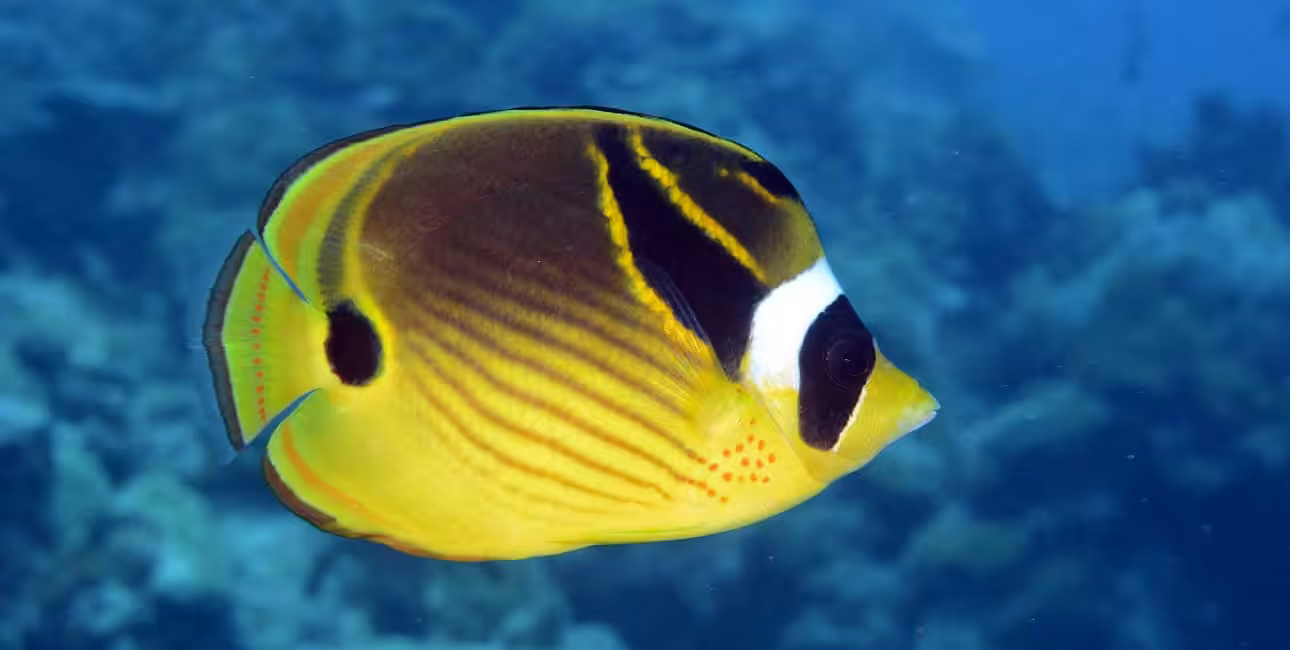 Un poisson-papillon aux couleurs vives nage gracieusement dans les eaux cristallines, symbole éclatant de la biodiversité ...