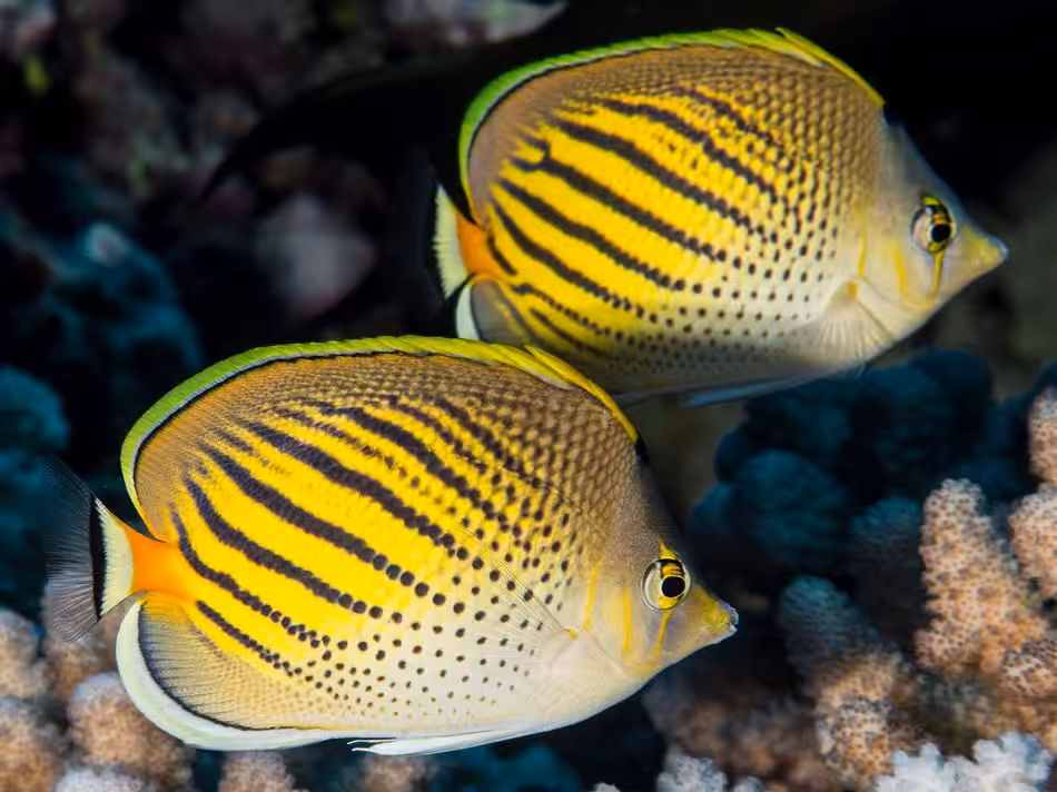 Poissons papillons steven weinberg francois libert 28