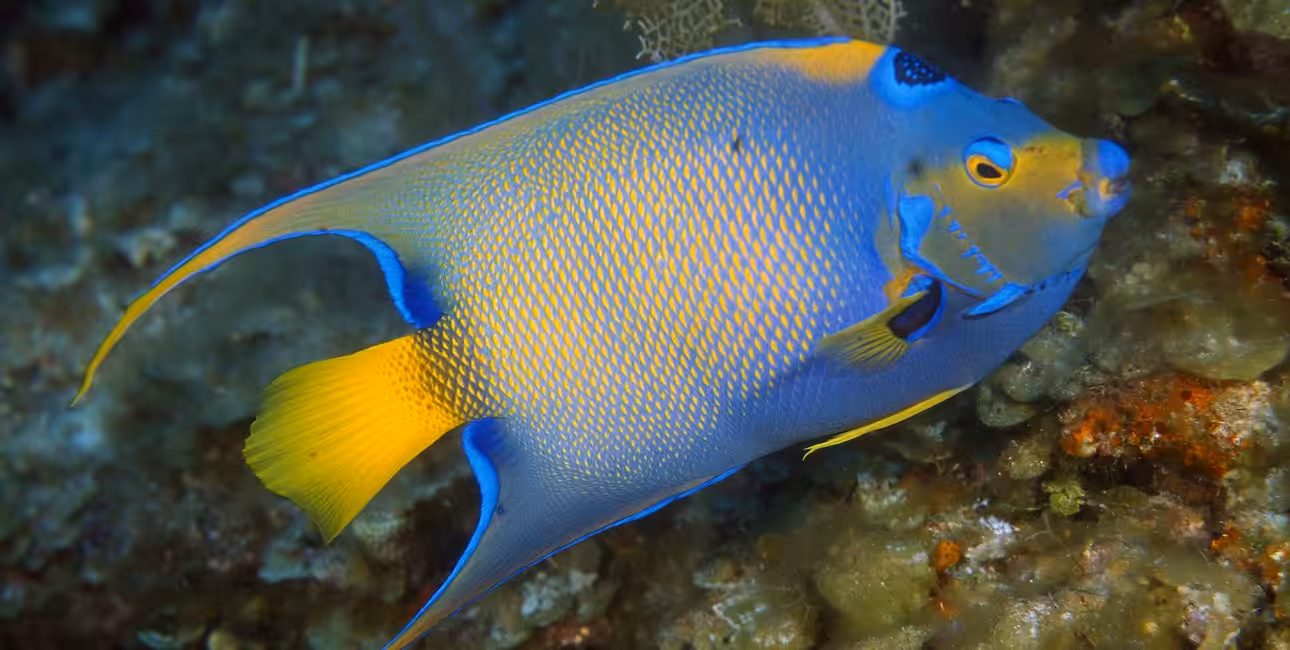 Un poisson-ange aux couleurs éclatantes évolue gracieusement parmi les récifs coralliens, symbole de la biodiversité marine.