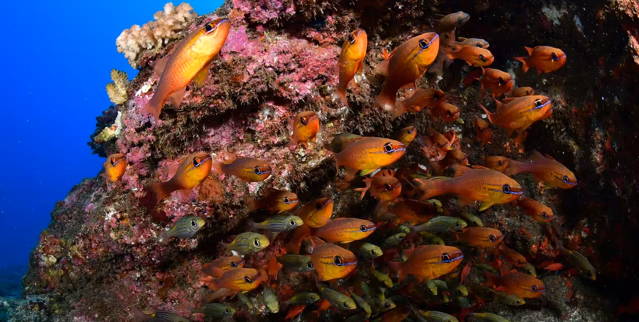 Un banc de poissons colorés anime un récif corallien vibrant, illustrant la richesse de la biodiversité marine.
