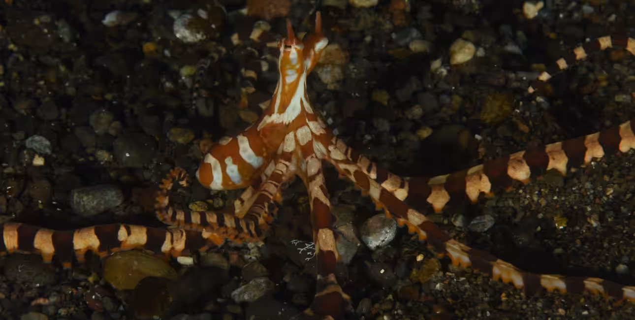 Un poulpe mimétique se fond dans le sable volcanique, illustrant la magie de la biodiversité marine.
