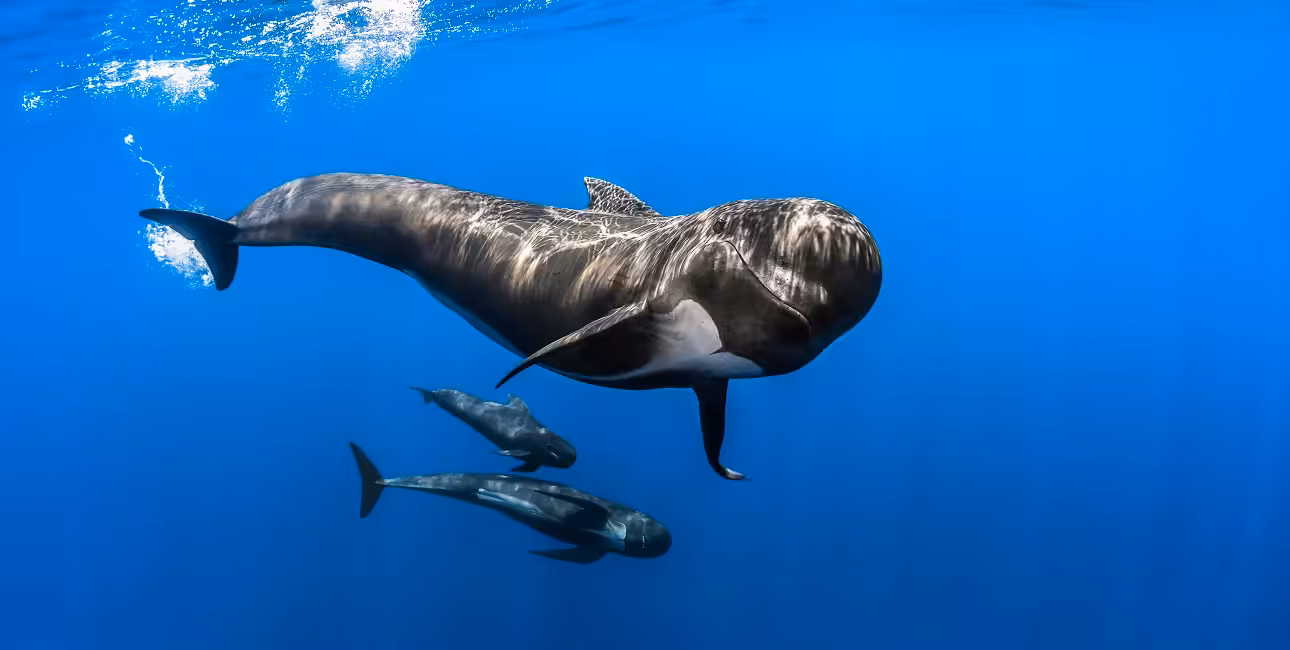 Des globicéphales noirs évoluent gracieusement dans les eaux cristallines, illustrant la splendeur de la faune pelagique.