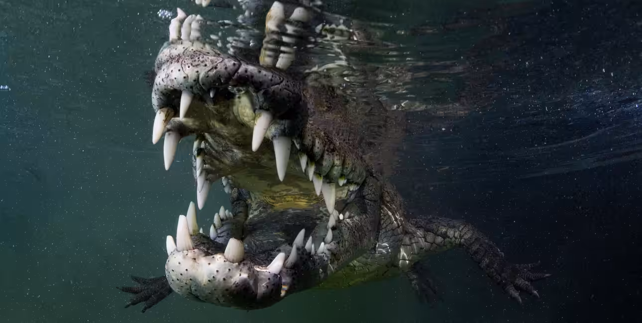 Un crocodile majestueux émerge des eaux cristallines de Cuba, illustrant la fascinante biodiversité marine des Jardins de ...