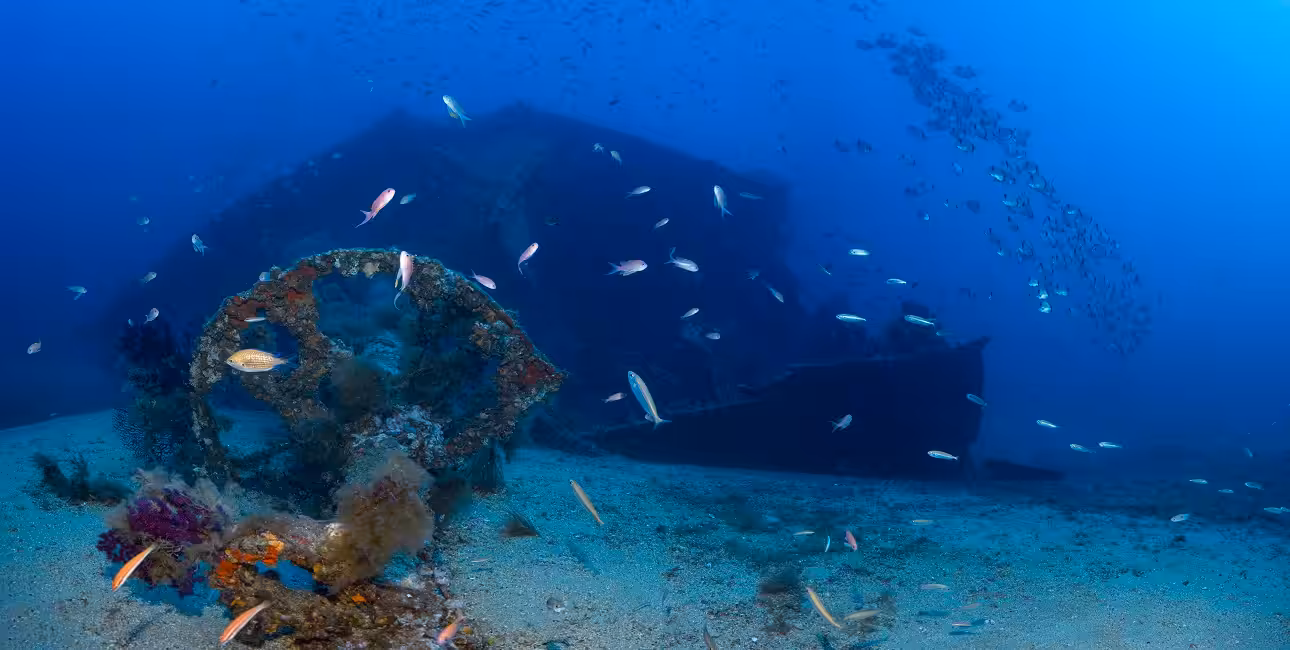 Un banc de poissons colorés entoure l'épave du Grec, offrant un spectacle fascinant pour les passionnés de plongée sous-ma...