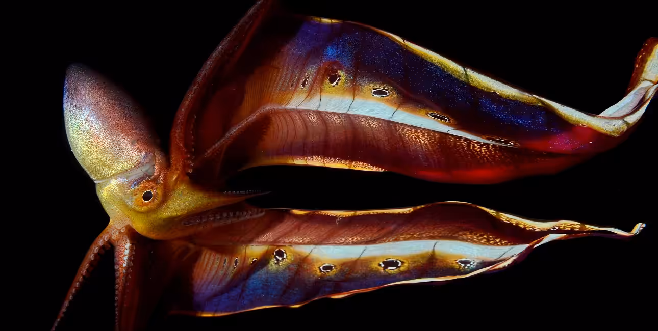 Dans les eaux des Philippines, une pieuvre couverture déploie ses voiles chatoyants, illustrant la splendeur de la biodive...