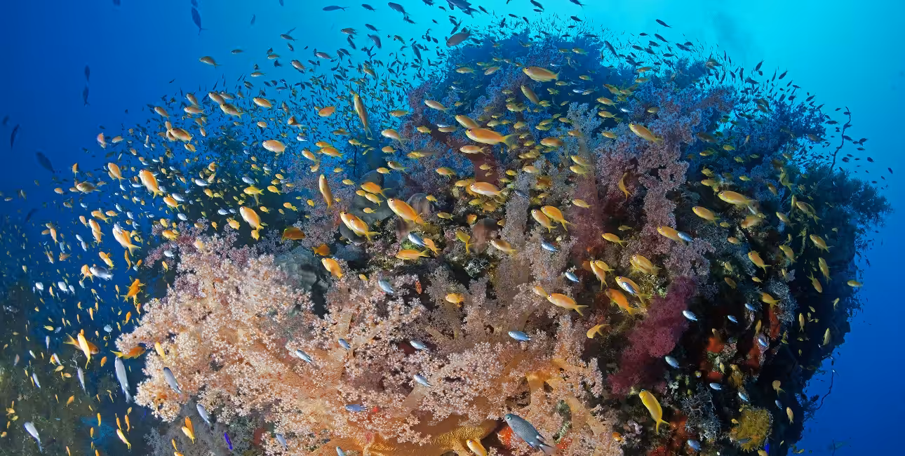 Un récif corallien vibrant au Soudan abrite une multitude de poissons colorés, offrant un spectacle fascinant pour les plo...