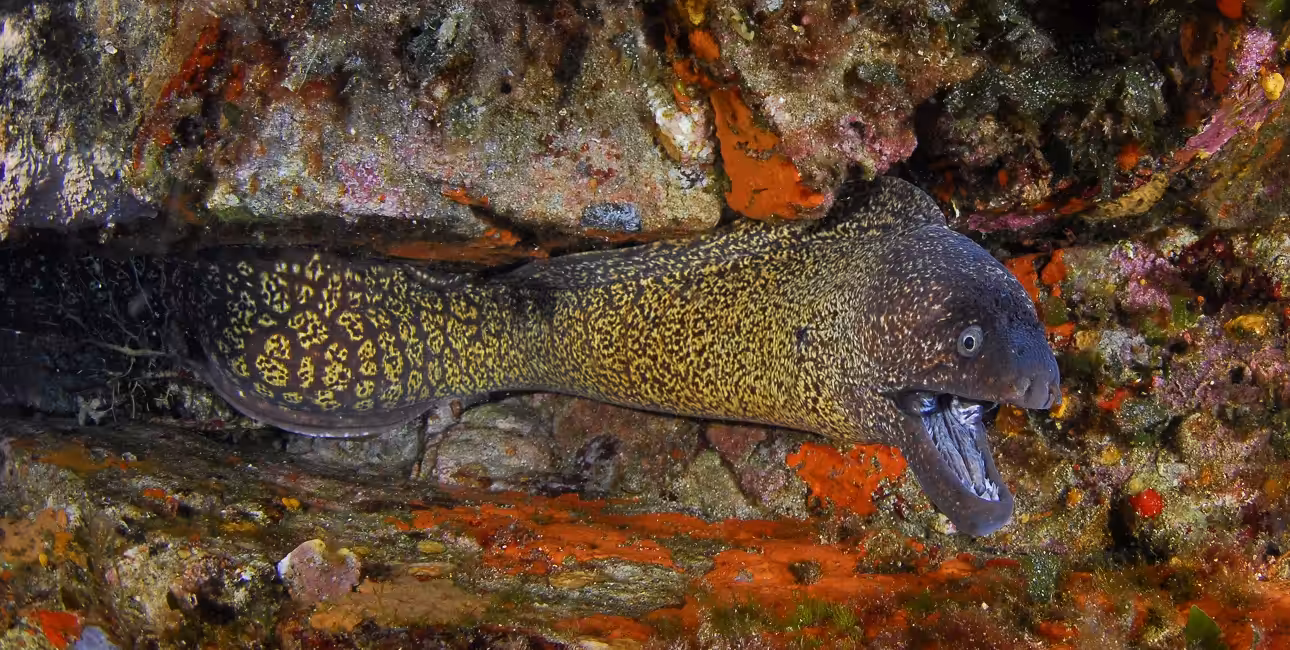 Une murène se cache dans les récifs colorés de Bonifacio, offrant un spectacle fascinant pour les passionnés de plongée. #...