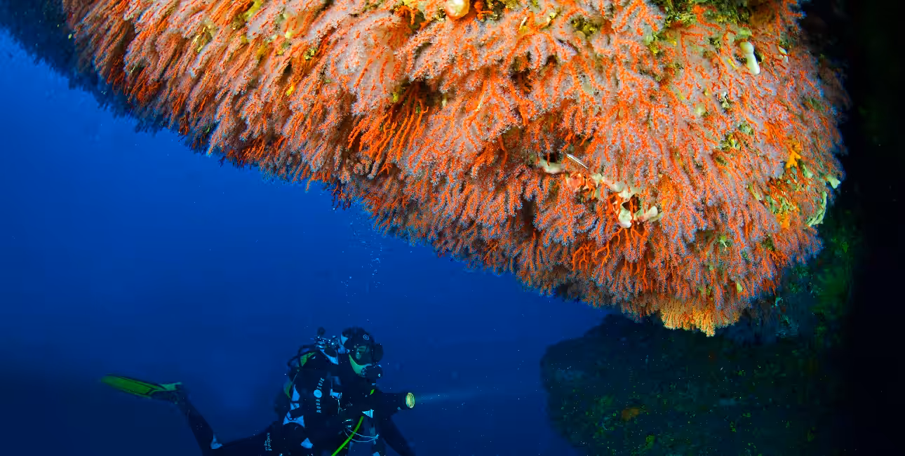 Un plongeur explore les eaux corses, illuminant un somptueux récif de corail rouge, emblème vibrant de la biodiversité mar...