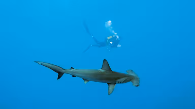 Un plongeur explore les profondeurs aux côtés d'un requin-marteau majestueux, symbole de l'aventure sous-marine.