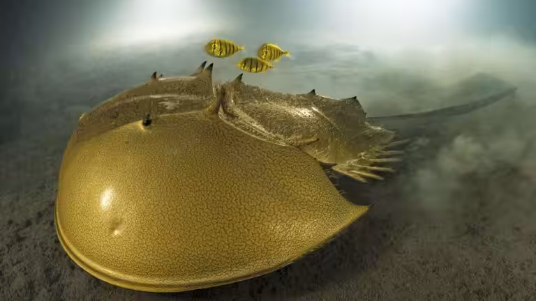 Un limule majestueux glisse sur le fond marin de Pangatalan, accompagné de poissons tropicaux, illustrant la richesse de l...