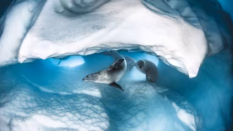 Deux phoques nagent gracieusement sous une arche de glace, illustrant la beauté fragile des écosystèmes polaires.