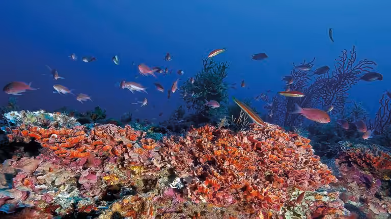 Un récif corallien vibrant de vie marine multicolore offre un spectacle fascinant pour les amateurs de plongée sous-marine.