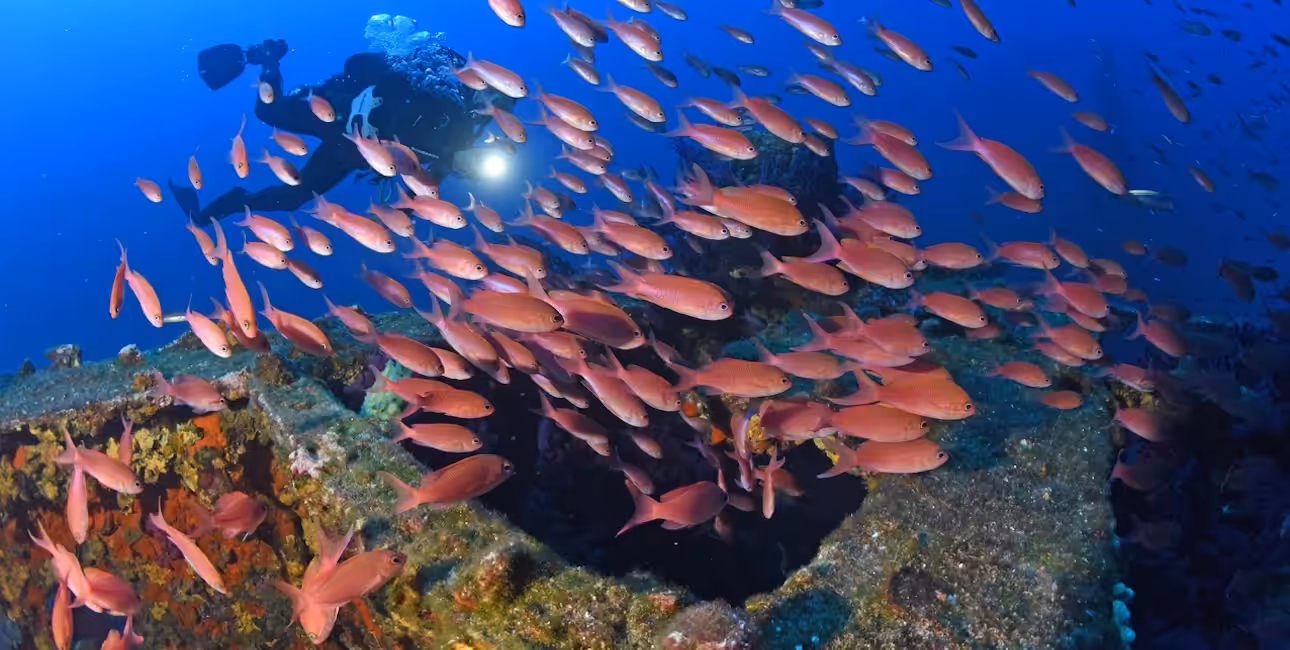 Un plongeur explore l'épave du Donator, entouré d'un banc de poissons colorés, révélant la richesse de la biodiversité mar...