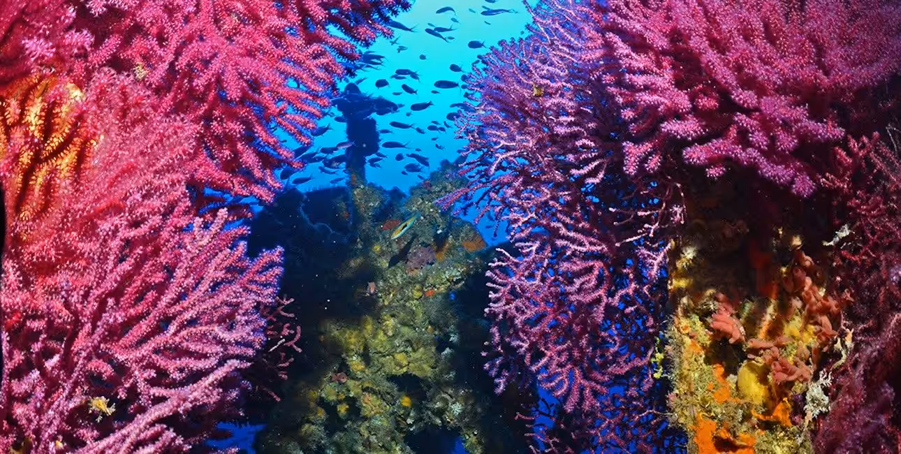 Un plongeur explore un vibrant récif de corail rose, entouré de poissons colorés, illustrant la richesse de la biodiversit...