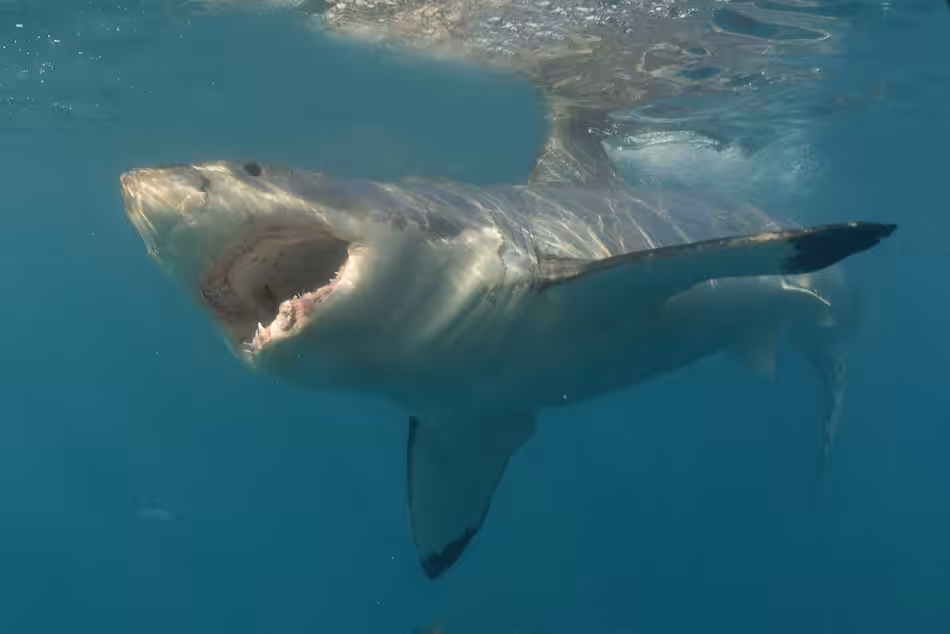 Chronique medit grandblanc barraque