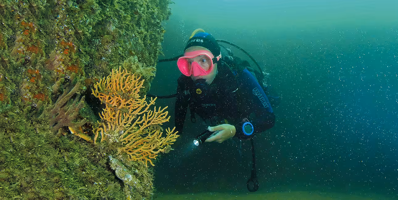 Un plongeur explore une épave en Bretagne, illuminant des coraux colorés, symbole de la richesse marine. #ExplorationSousM...